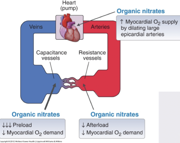 <ul><li><p>Vasodilatation av vener vilket gör att <em>preload minskar.</em></p></li><li><p>Artärer kommer dilatera vilket <em>minskar afterload</em>. </p></li><li><p><strong>Främjar kollateral</strong> cirkulation i kransartärer → ökat syretillförsel. Nitrater kommer att dilatera kollateraler som inte används vilket gör att blodet kan nå flera delar av hjärtat. </p></li></ul>