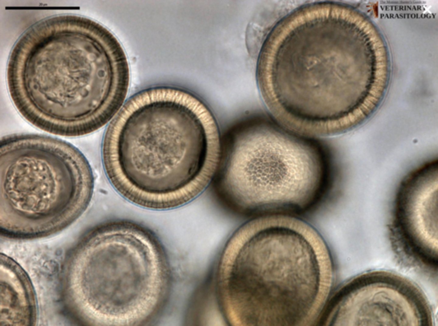 <p>What parasite is this if it is from a dog</p>