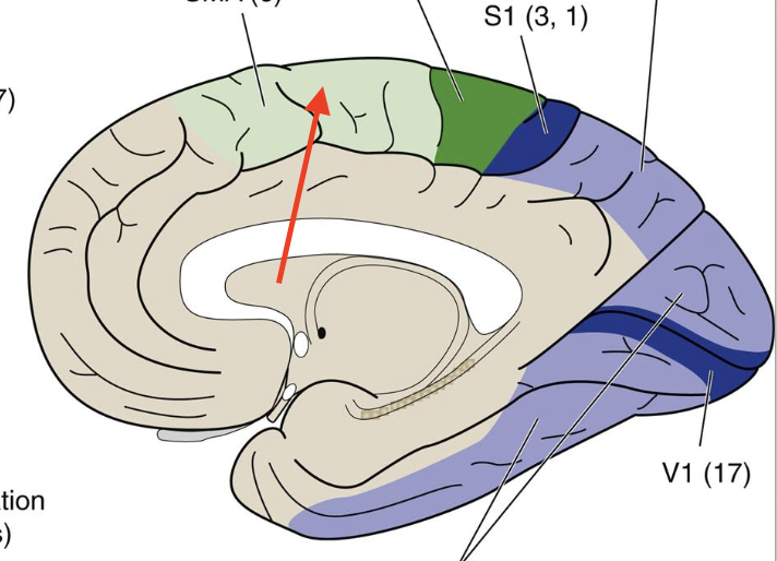 <p>Broadmann area 6, complex movement programs</p>