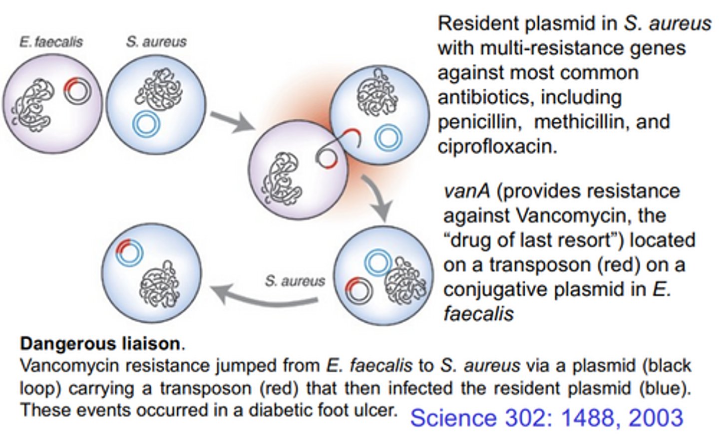 <p>SA already had its own antibot resistant plasmid, but then it received a plasmid from e.faecalis containing vanA through conjugation. This vanA was on a transposon, and hopped from the new plasmid to the resident plasmid, creating a MR and VR plasmid.</p>