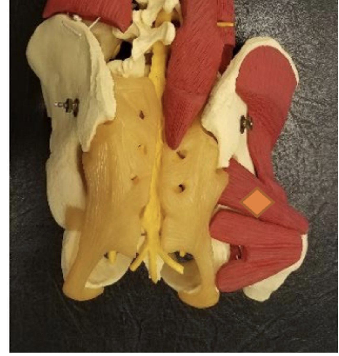 <p>mid piriformis</p>