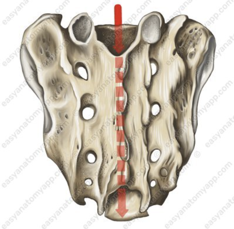 <p>What part of the sacrum is this? <em>inside</em>*</p>