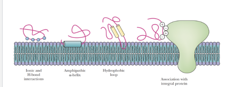 <ol><li><p>Ionic interactions and H-bond interactions</p></li><li><p>Amphipathic alpha-helix</p></li><li><p>Association with integral protein</p></li><li><p>hydrophobic loop.</p></li></ol><p></p>
