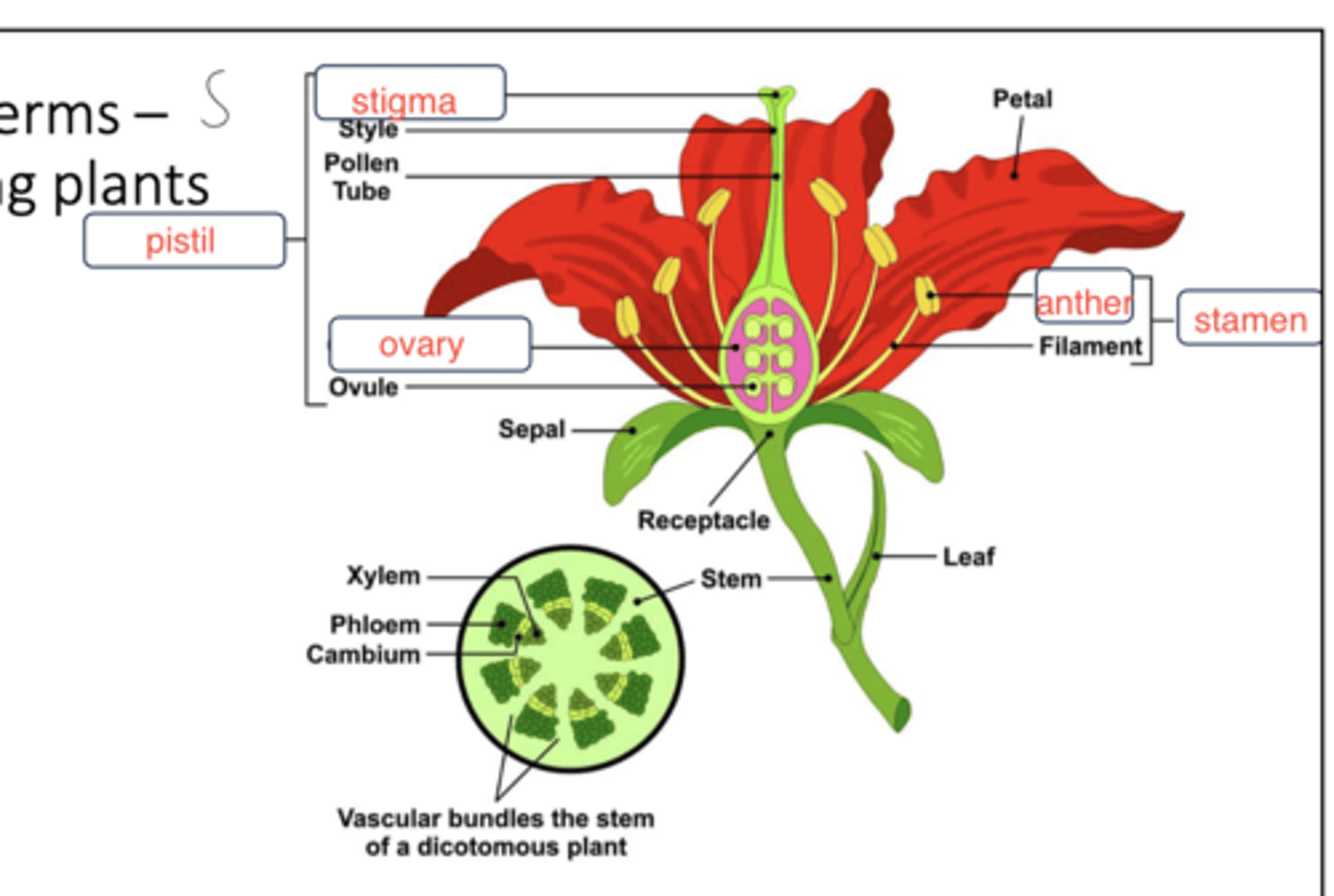 knowt flashcard image