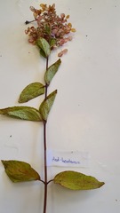 Hydrangea paniculata