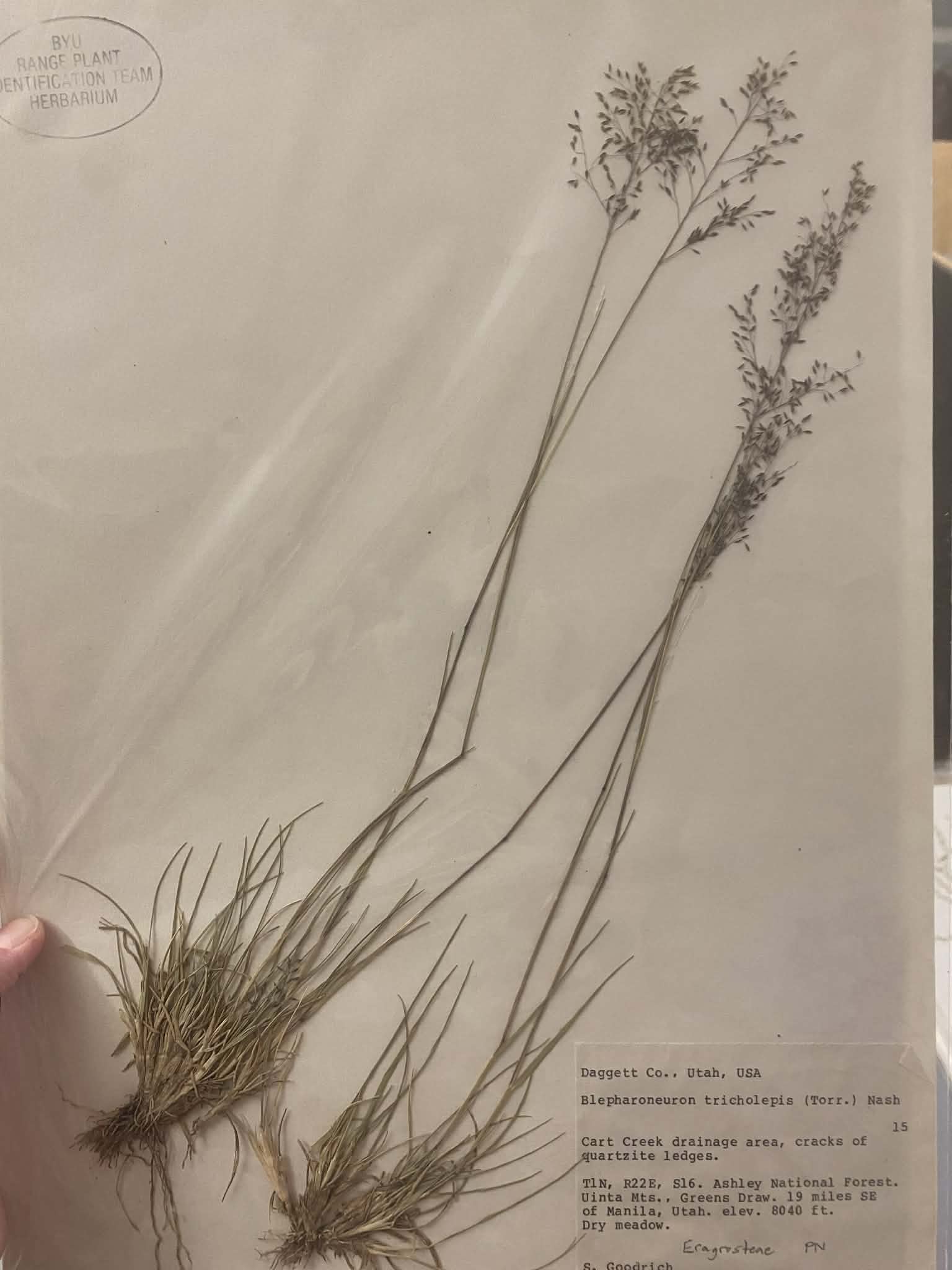 <p>Eragrosteae, P, N, Blepharoneuron tricholepis, pine dropseed</p>