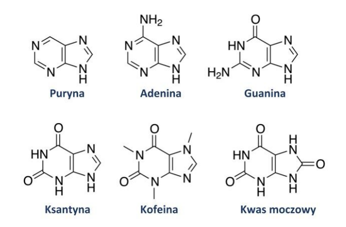 <p>heterocykliczne związki tworzące pierścienie aromatyczne, zbudowane ze skoncentrowanych pierścieni pirymidyny i imidazolu</p>