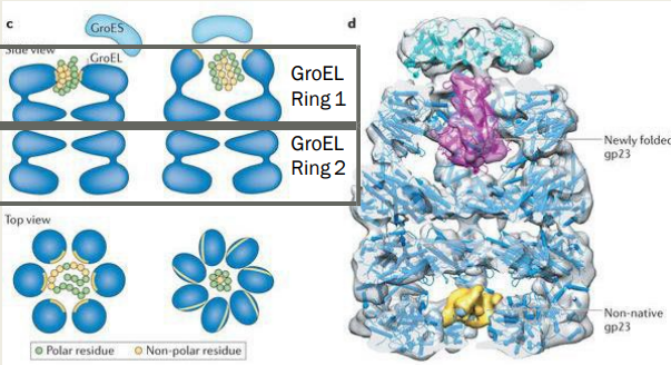 <p>How does the <strong>GroES/EL</strong> <strong>chaperone </strong>result in <strong>protein refolding?</strong> (slide 9)</p>