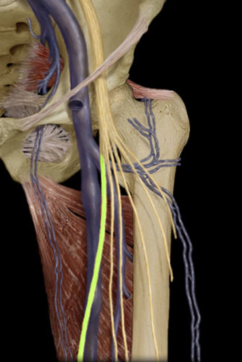 <p>Branch of the femoral nerve that supplies innervation to the medial leg</p>