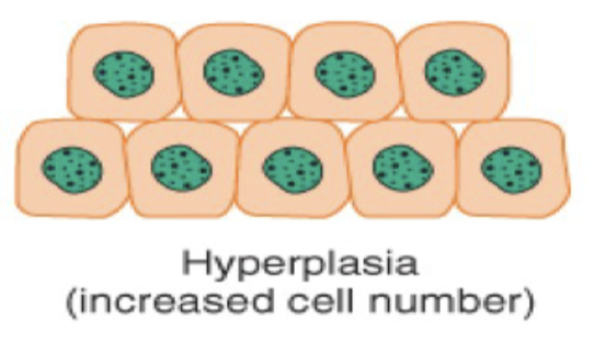 <p>Hyperplasia is a cellular adaptation where the ___ of cells ___.</p>