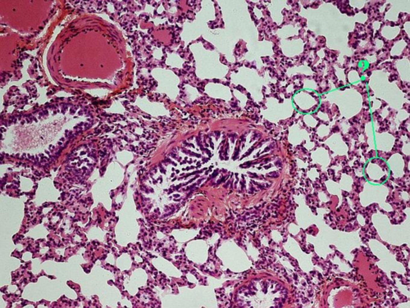 <p>Identify the indicated structures.</p>