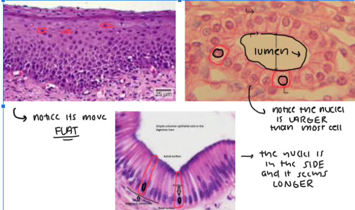 <ul><li><p>(1) These are <strong>FLATTENED, SCALE-LIKE CELLS</strong> in the OUTERMOST LAYER OF THE SKIN where DIFFUSION IS EASY TO DO. The <strong>NUCLEI is ALSO FLATTENED</strong></p></li><li><p>(2) These are <strong>CUBE-LIKE CELLS</strong> where the <strong>NUCLEI IS LARGER THAN MOST and it’s MORE IN THE CENTER</strong></p></li><li><p>(3) These are <strong>COLUMN-LIKE CELLS</strong> where the <strong>NUCLEI IS TOWARDS THE SIDES</strong> of the cell</p></li></ul><p></p><p>Key tip: <strong>LOOK FOR LUMENS BECAUSE EPITHELIAL CELLS SURROUND THEM </strong></p>