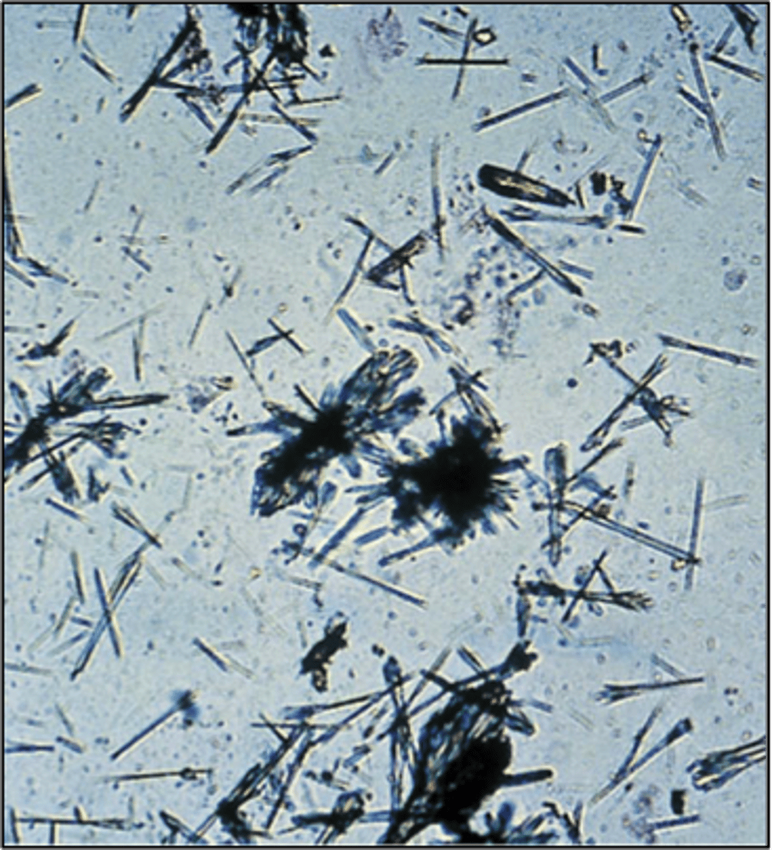 <p>Ampicillin crystals appear as colorless needles that tend to form bundles following refrigeration (massive dose check history)</p>