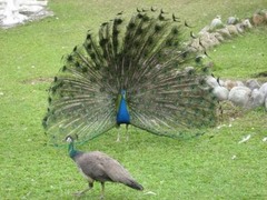 -natural selection for mating success
-correlated with better overall genotype
-can result in sexual dimorphism