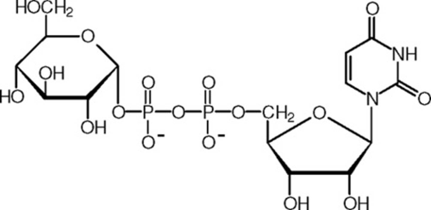 <p>Uracil + 2 Phosphates + Glucose</p><p>Cosubstrate</p><p>Transfer of Glycosyl groups</p><p>No Associated Vitamin</p>