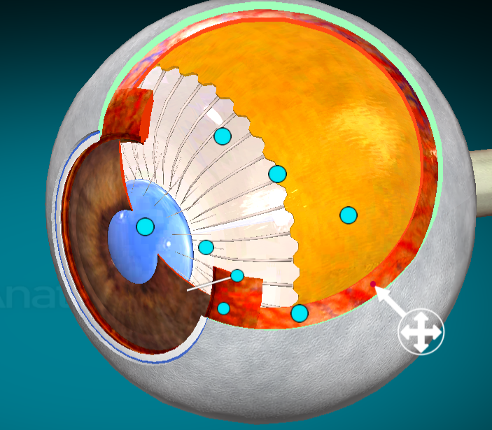 <p>What layer of the eyes is this?</p>