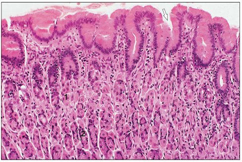 <p>Identify the structure:</p><p>Specie:</p><p>Parts:</p><p>1.__ 2.__ </p><p>Stain used:</p>