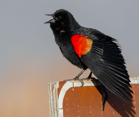 <p>Red-winged Blackbird</p>