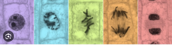 <p>What Is the fourth stage</p>