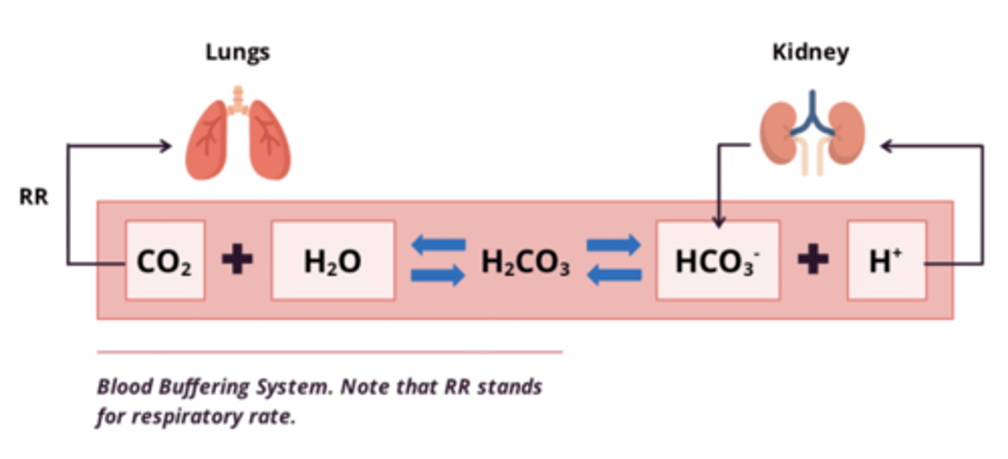 <p>CO2 + H2O <-> H2CO3 <-> H+ + HCO3-</p>