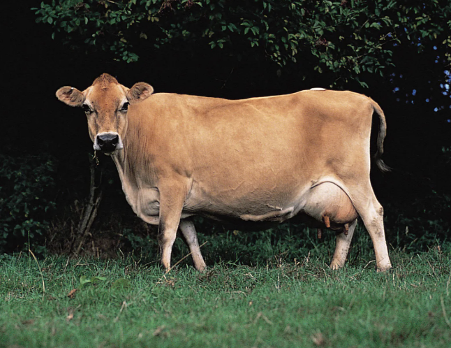 <p>What Breed?</p>
