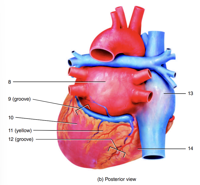 <p>8</p>