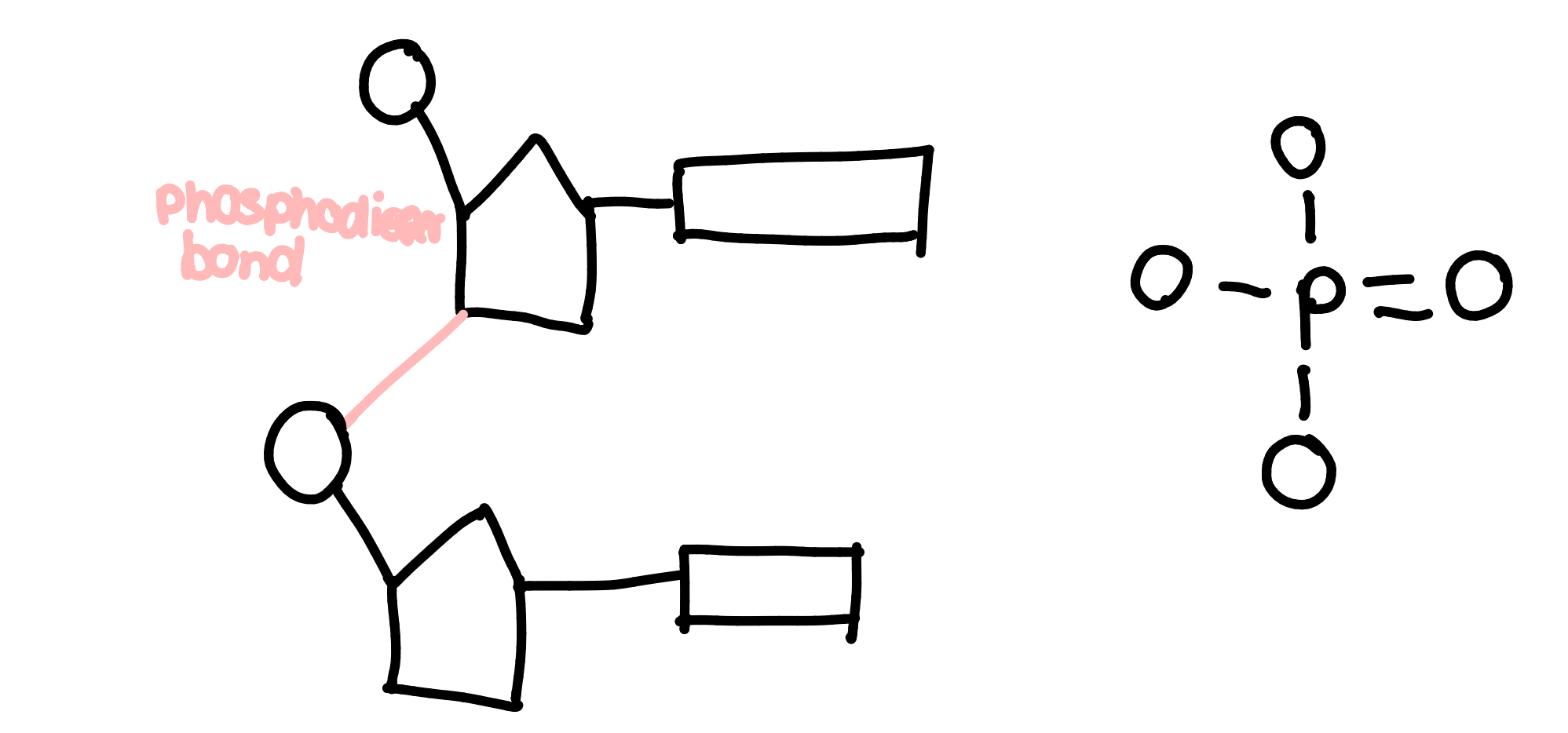 <ul><li><p>phosphodiester bonds hold nucleotides together </p></li></ul><p></p>