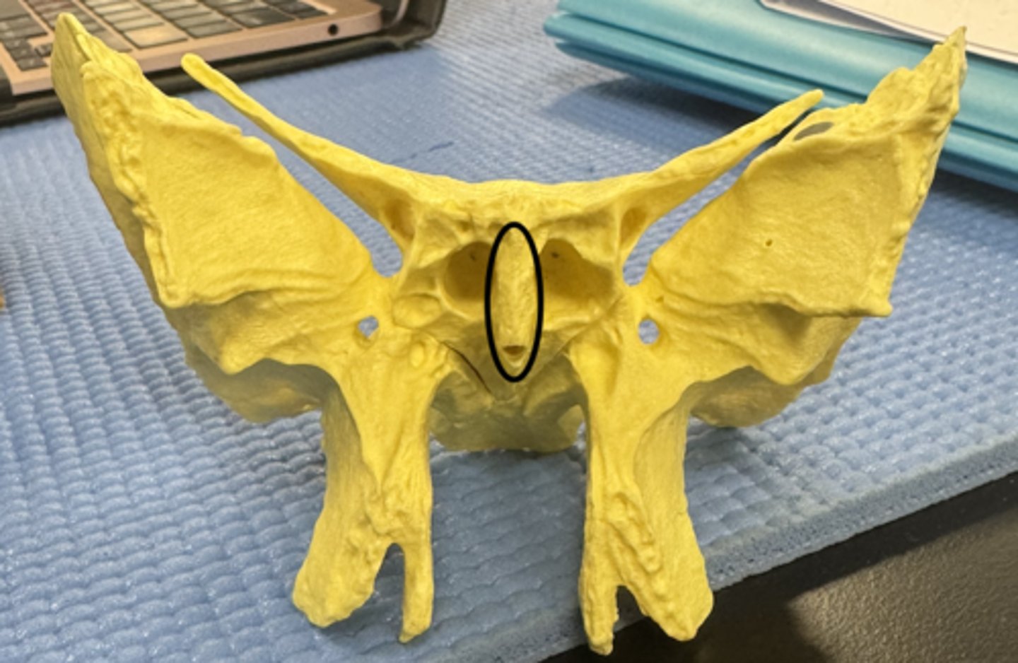 knowt flashcard image