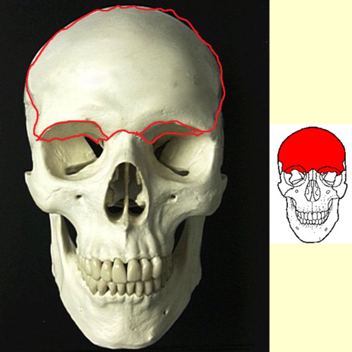 knowt flashcard image