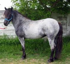 <p>What is this horse breed?</p>