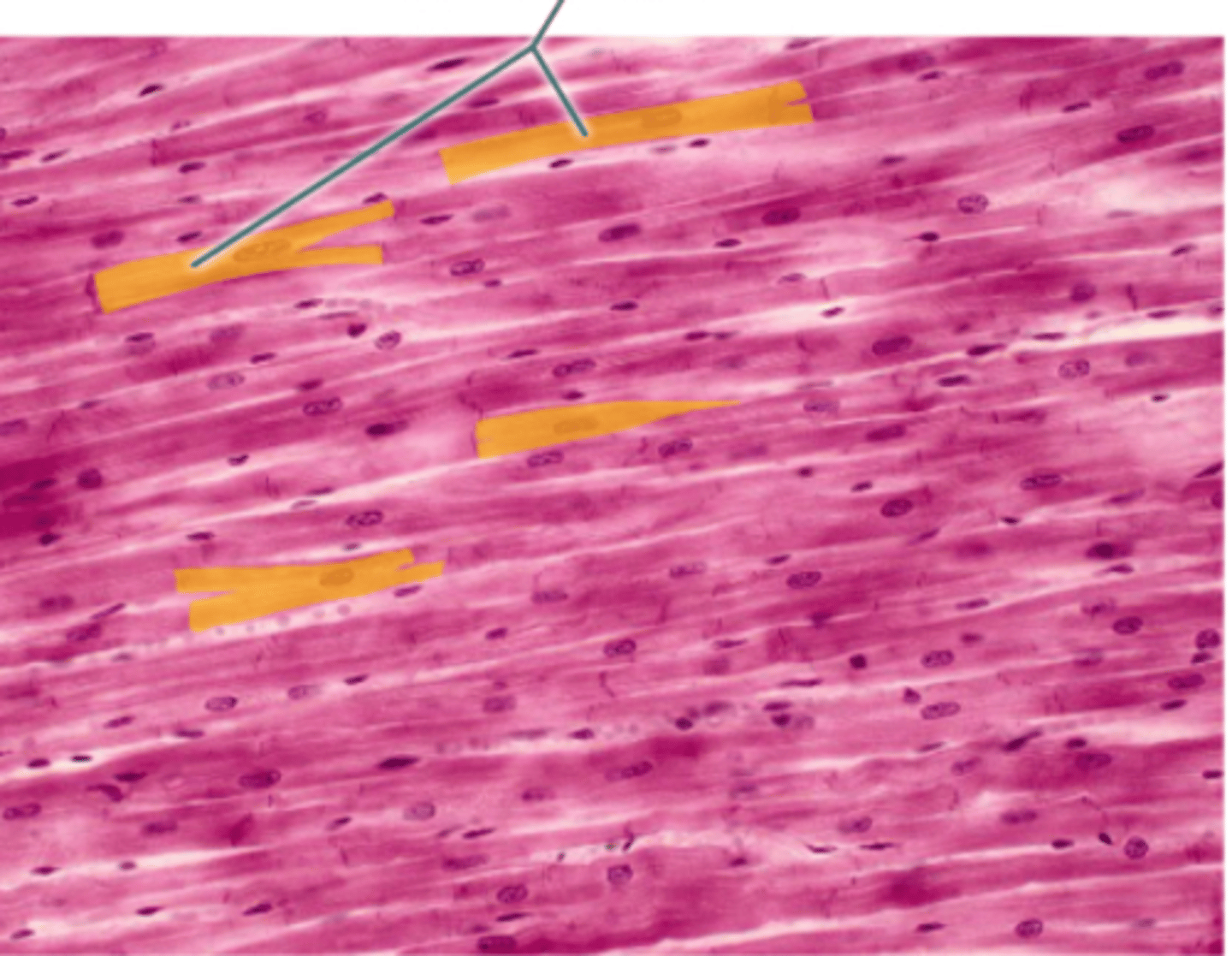 <p>cardiac muscle cells</p>