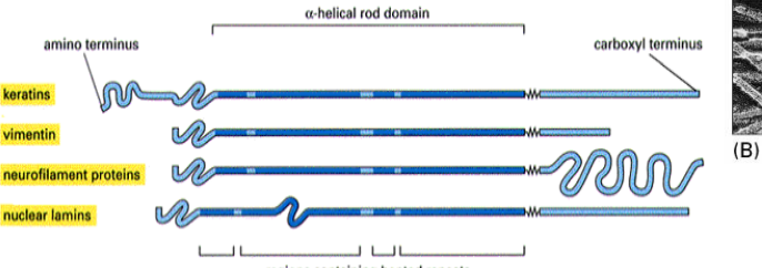 <p>All IF proteins have a similar coiled-coil structure with variable amino and carboxyl terminal regions</p>
