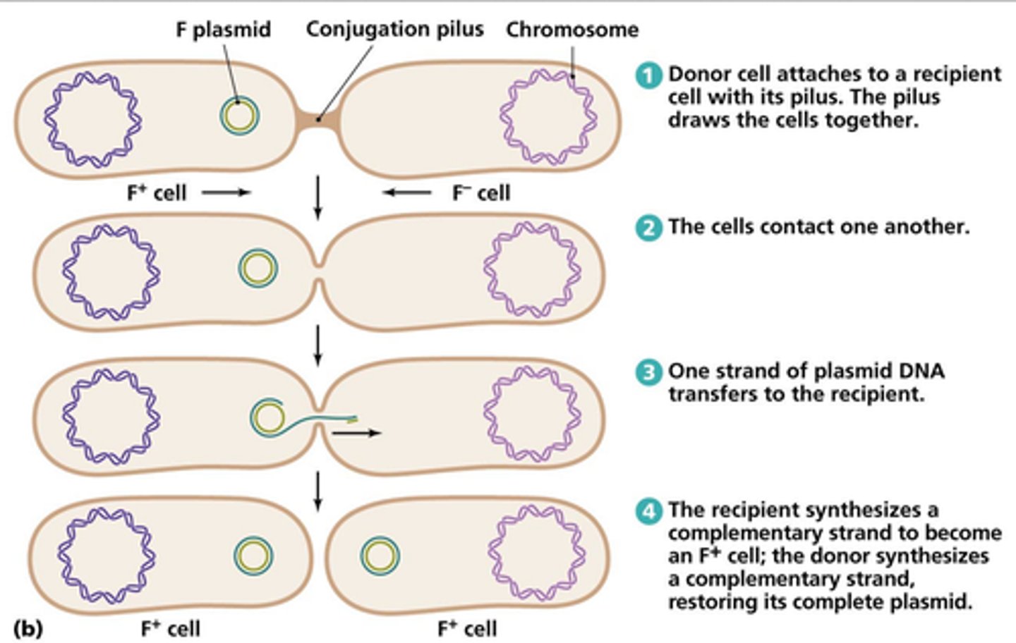 <p>bacterial form of mating</p><p>formation of conjugation bridge and transfer of genetic material from the "donor male" to the "recipient female"</p><p>requires the sex factor for formation of the conjugation bridge</p>