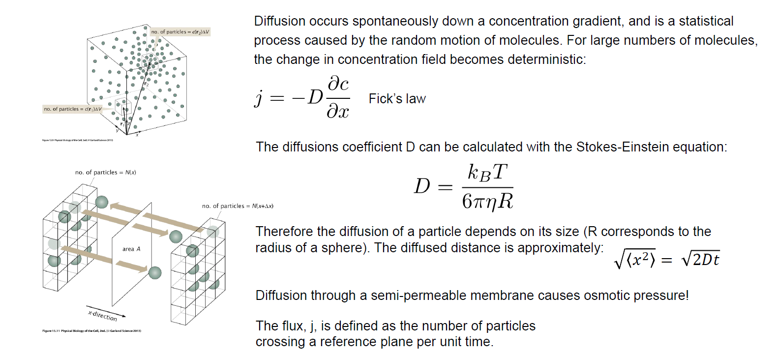 <p>Diffusion is the passive movement of molecules or particles from an area of higher concentration to an area of lower concentration, driven by the concentration gradient.</p><p></p><p><strong>Diffusion flux (Ficks law):</strong></p><p>j = -D * dc/dx</p><p></p><p><strong>Diffusion constant:</strong></p><p>D = (k_B * T)/(6 pi µ R)</p><p></p><p><strong>Diffusion distance:</strong></p><p>sqrt(x²) = sqrt(2Dt)</p><p></p><img src="https://knowt-user-attachments.s3.amazonaws.com/b46981c7-463f-4759-97fa-bda8fba1b2f2.png" data-width="100%" data-align="center"><p></p><p></p>