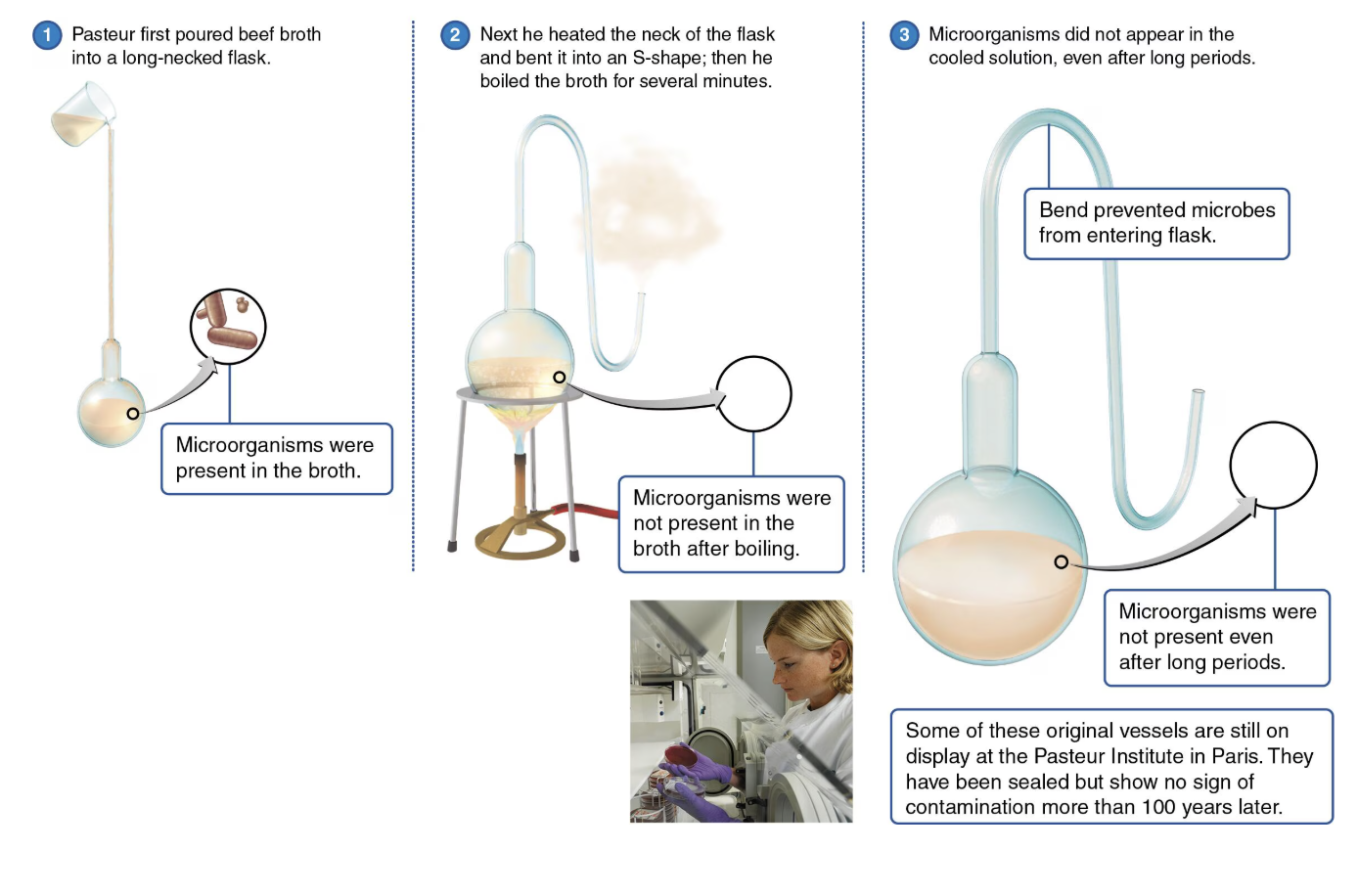 <p>According to Pasteurs’ swan-neck chicken broth experiment, he demonstrated that microbes were present in nonliving matter (air , liquids , solids). Which further invalidated the hypothesis of spontaneous generation.<br><br><span style="color: yellow;"><span>NO GROWTH</span></span> because all the microbes got trapped, the broth ended up remaining sterile → Further convincing people that microorganisms had to have come from pre-existing organisms → Further debunking spontaneous generation and supporting biogenesis</p>