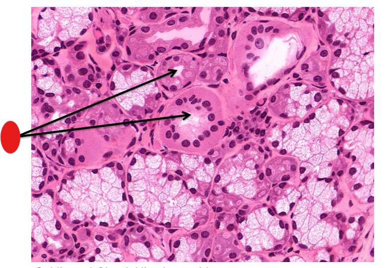 <p>red, name and tissue type</p>
