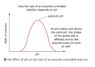<p>Explain the effects of pH on enzyme activity</p>