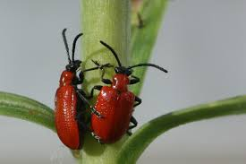 <p>leaf beetles (bladkevers)</p>