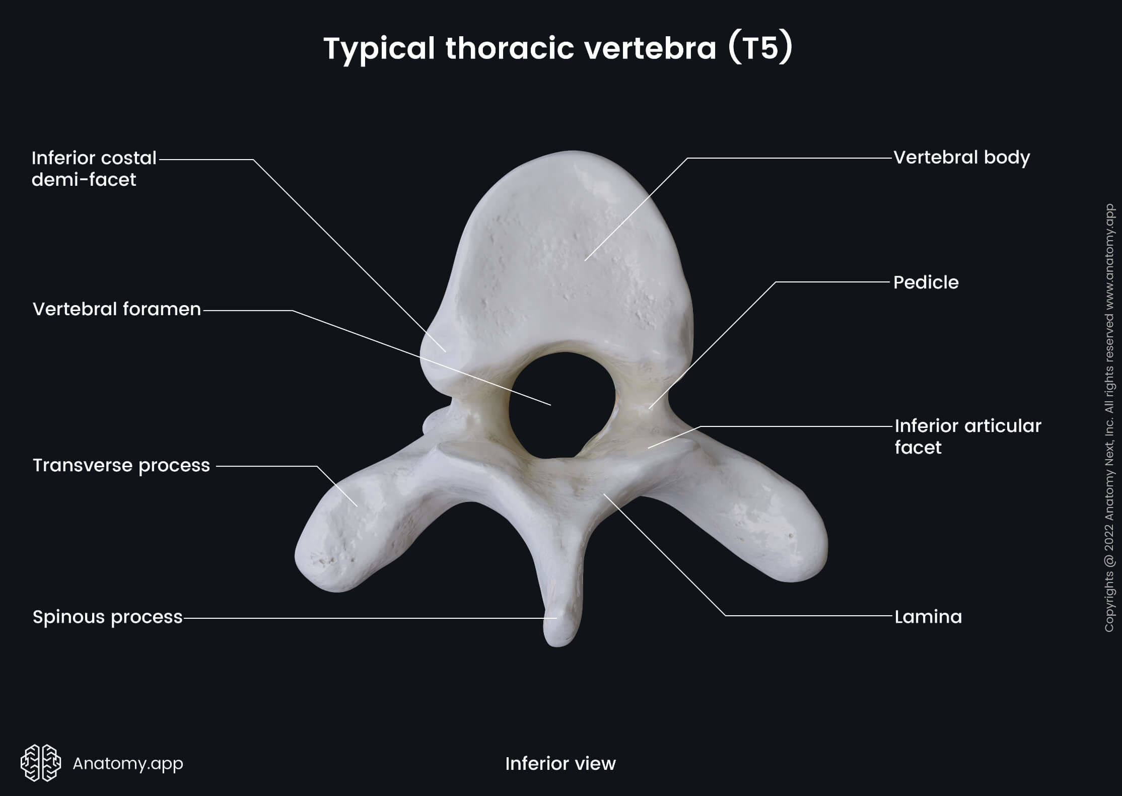 <p>The thoracic vertebrae are located in the upper and mid-back region of the vertebral column, consisting of twelve vertebrae (T1-T12) that articulate with the ribs. </p>
