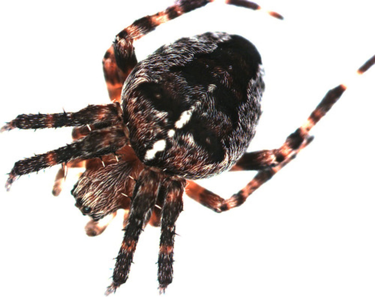<p>(spiders) Clearly separated prosoma and opisthosoma (wasp waist); 6 or 8 eyes, differently placed between families</p>