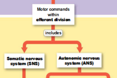 <p>somatic and autonomic nervous systems</p>