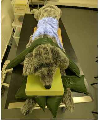 <ul><li><p>Sternal recumbency. </p></li><li><p>Forelimbs extended and secured cranially. </p></li><li><p>Hindlimbs flexed in natural position. </p></li><li><p>Ensure spine and sternum superimposed to avoid rotation. </p></li><li><p>Head and neck gently extended, chin placed on a small foam wedge and secured with sandbag over neck (care this is not obscuring key anatomy in the image)</p></li></ul><p></p>