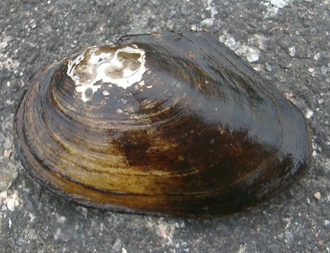 <p>Anodonta spp., järvisimpukat</p>
