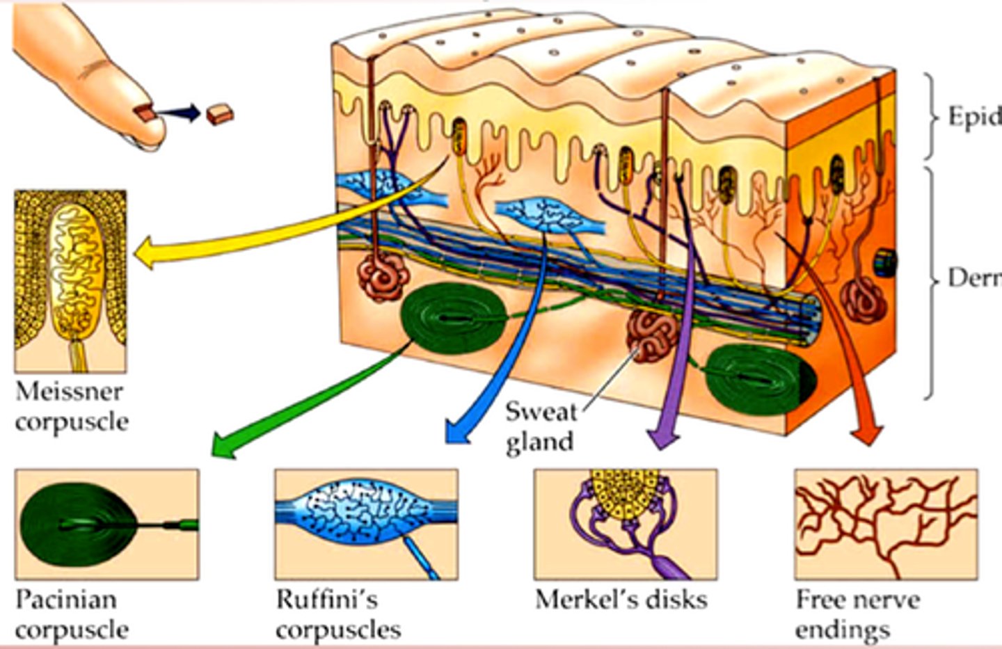 <p>sensory neurons on hands, lips or feet</p>