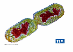 <p>Cytoplasma: 80% water en 20% stoffen, zoals ionen en suikers</p><p>Nucleaire regio of nucleoïde</p><ul><li><p>geen kernmembraan! en histon-eiwitten</p></li><li><p>bestaat voornamelijk uit DNA, maar ook uit wat RNA en eiwitten</p></li><li><p>meeste bact slechts 1 cirkelvormig chromosoom, vibrio cholerae: 2 chromosomen</p></li></ul><p></p>