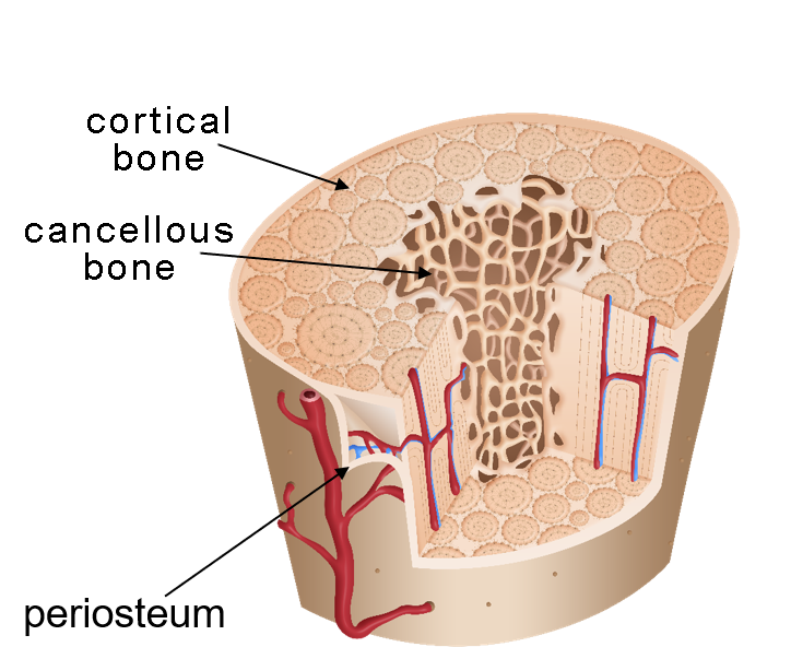 <p>Types of bone</p>
