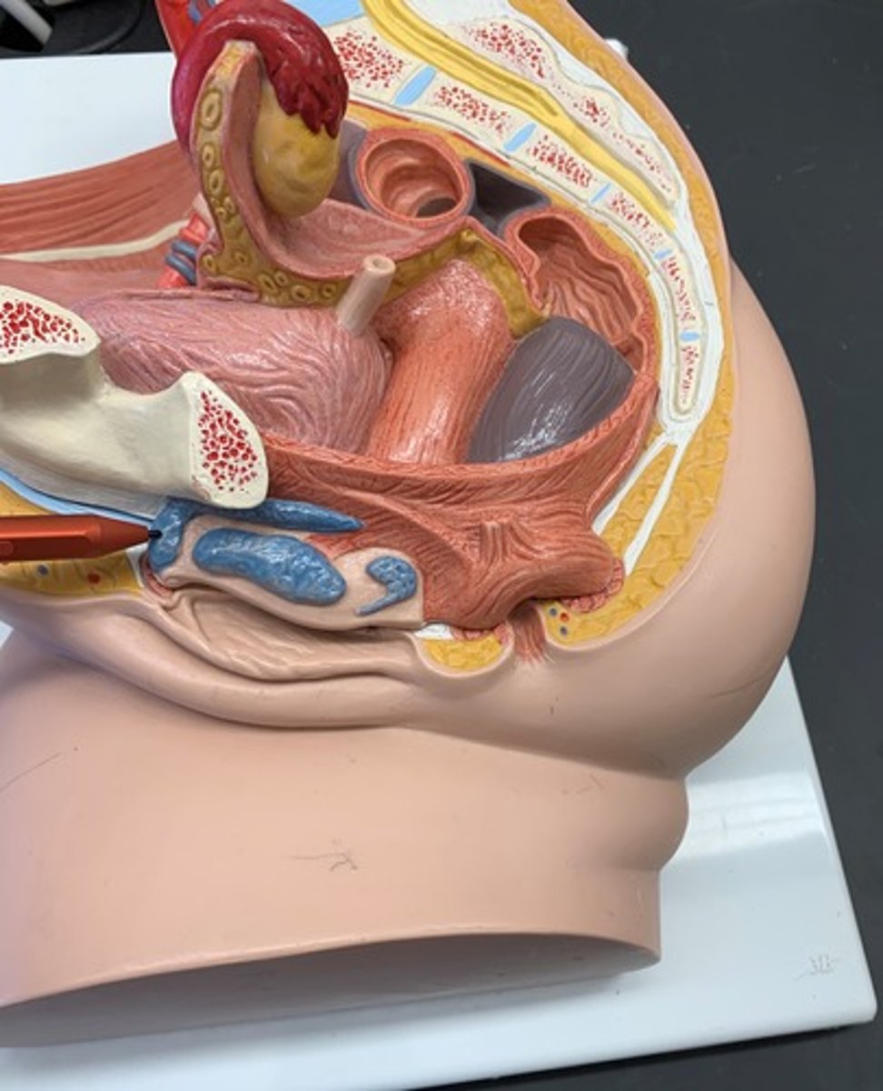 <p>connects glans clitoris to the crura</p>