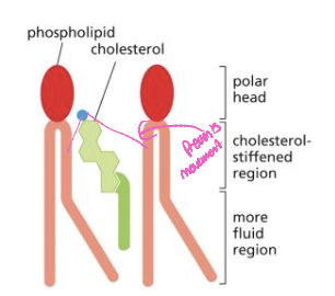 * can be up to a 1:1 ratio of cholesterol and phospholipids
  * decreases mobility of phospholipid tails (stiffens membrane) 
  * plasma membrane is less permeable to polar molecules
* goes between the phospholipids to make the membrane less permeable 
