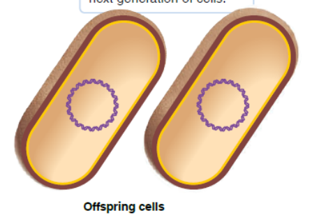 <p>genetic information can be transferred vertically to the next generation of cells</p><p></p>