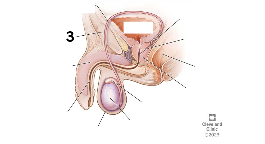 <p>Identity this male reproductive system (marked with 3)</p>